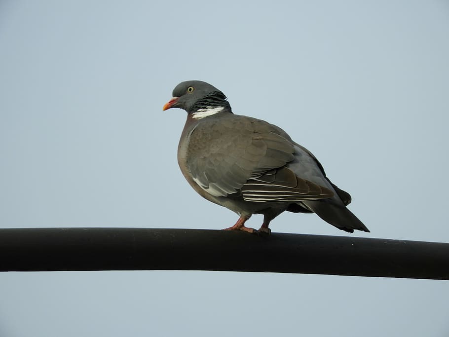 dove, bird, feather, nature, birds, city, lantern, animal world, HD wallpaper