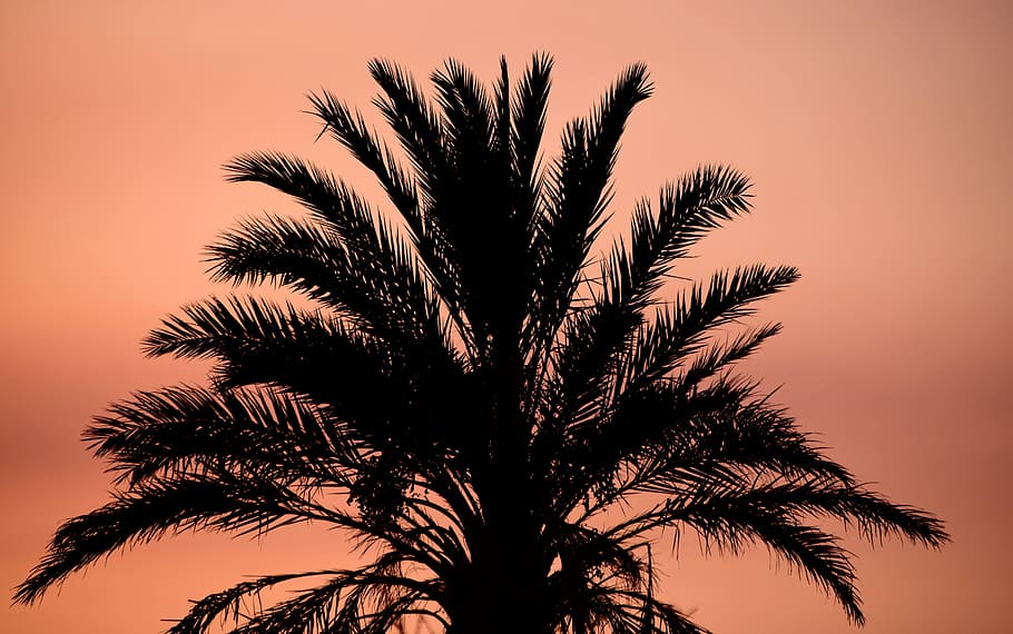 silhouette of green palm tree, sunset, contour, shadow, red HD wallpaper