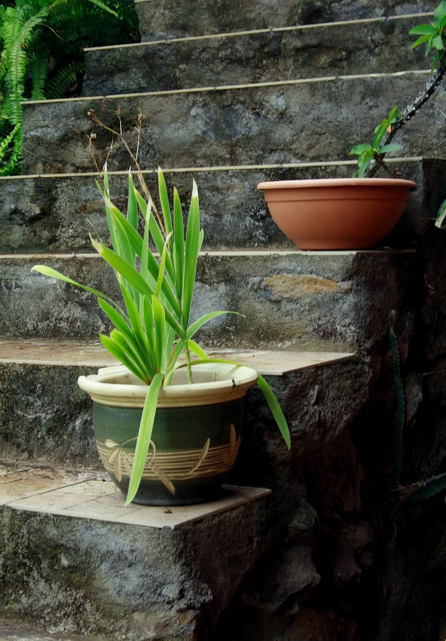 concrete, steps, plants, potted plant, nature, growth, green color HD wallpaper