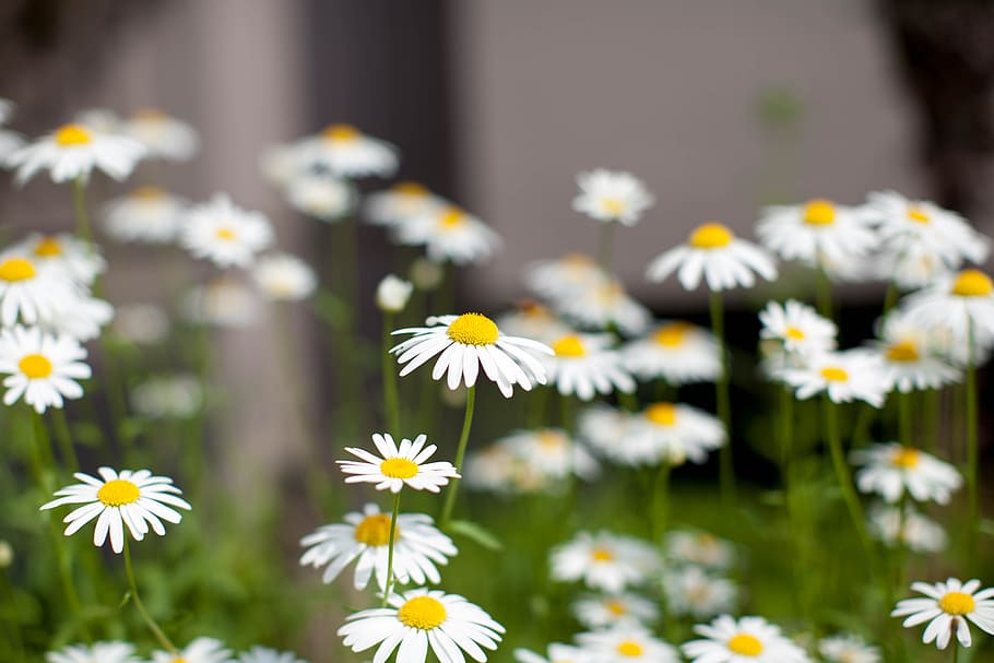 daisy, flowers, bee, nature, summer, plant, meadow, outdoors HD wallpaper