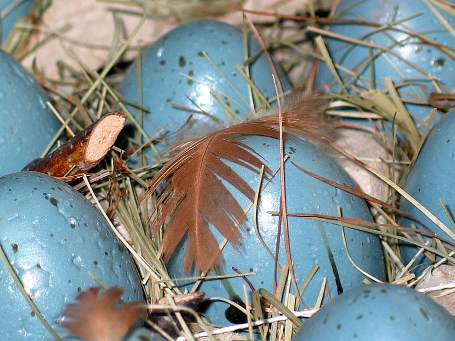 easter eggs, easter nest, spring, decoration, colorful, colorful eggs HD wallpaper