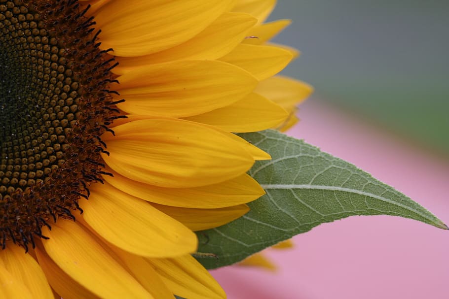 flower, sunflower, leaf, yellow, flowering plant, beauty in nature HD wallpaper
