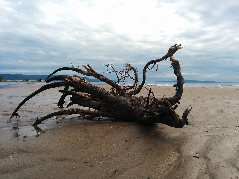 sky, beach, sand, water, tree, stump, horizon, landscape, sea HD wallpaper