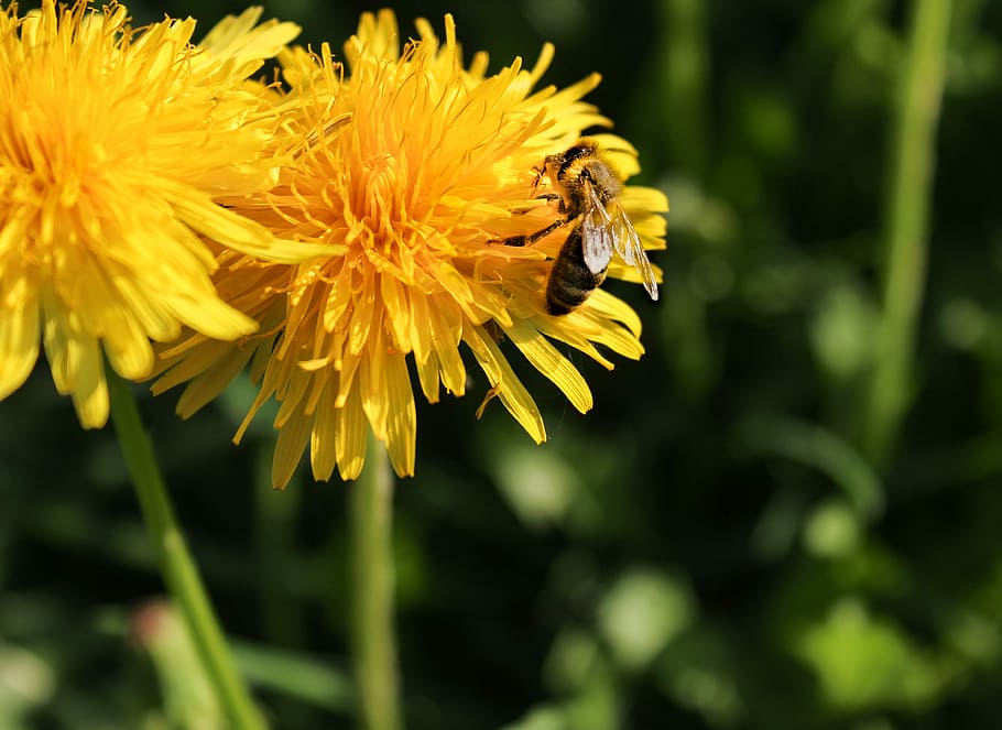 honey bee, nature, dandelion, spring, plant, flower, pollen HD wallpaper