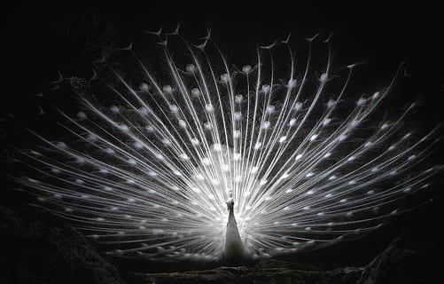 focus photography of whitepeacock, white peacock, wheel, bird HD wallpaper