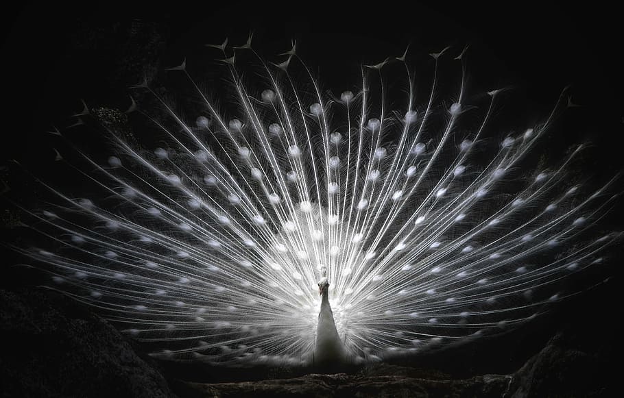 focus photography of whitepeacock, white peacock, wheel, bird, HD wallpaper