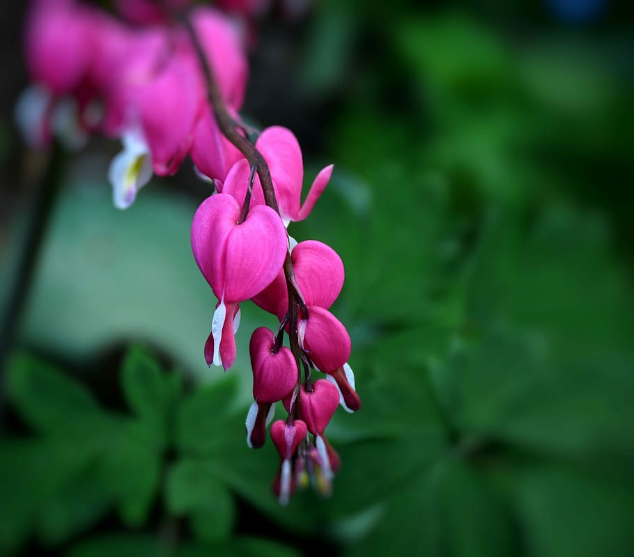 close-up photo of pink petaled flowers, bleeding heart, ornamental plant
