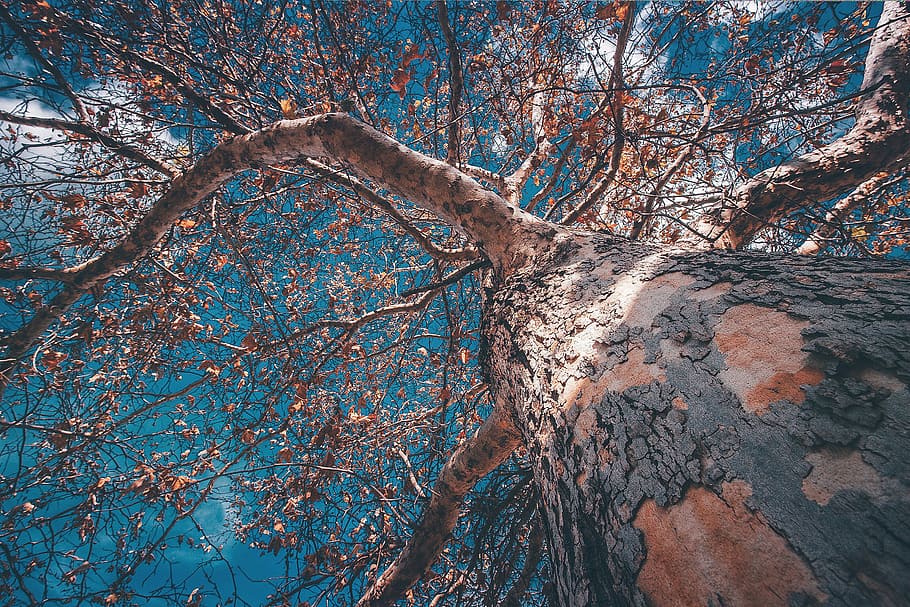 bottom view of brown tree, leafe, looking up, moody, cloud HD wallpaper