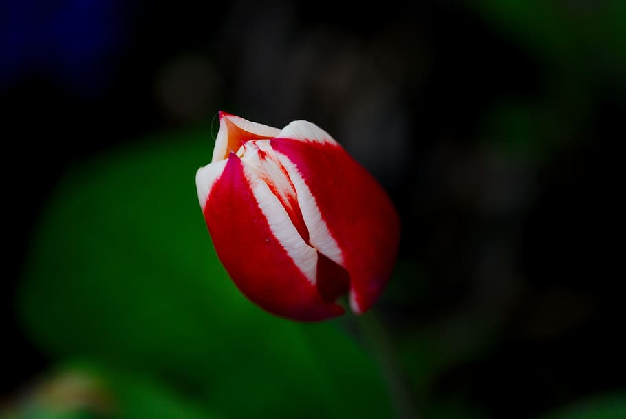 tulip, spring, flower, blossom, bloom, spring flower, red, nature HD wallpaper