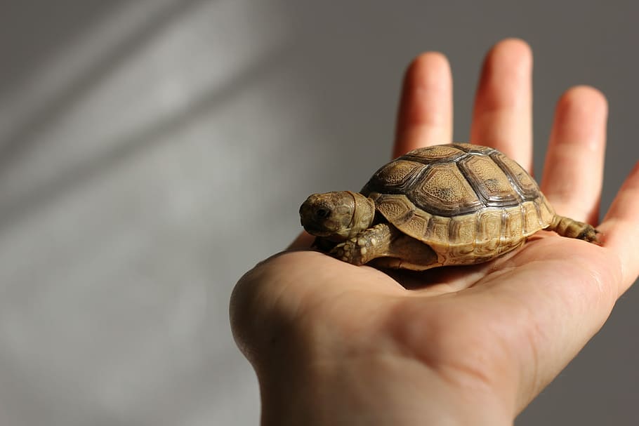 animals, turtle, cute, little, hand, hold, small, nature, human body part HD wallpaper