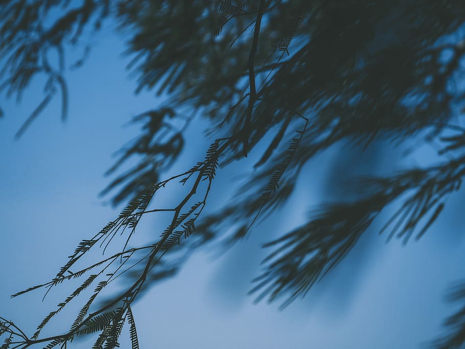 close-up photography of leaf, close-up photo of tree leaves, branch HD wallpaper