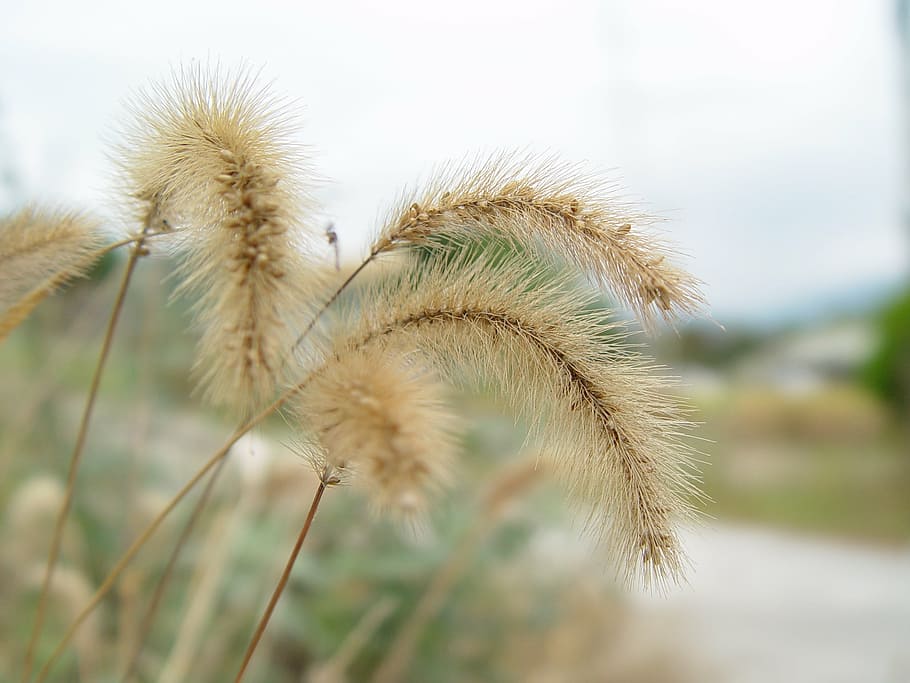 Pussywillow 1080P, 2K, 4K, 5K HD wallpapers free download | Wallpaper Flare