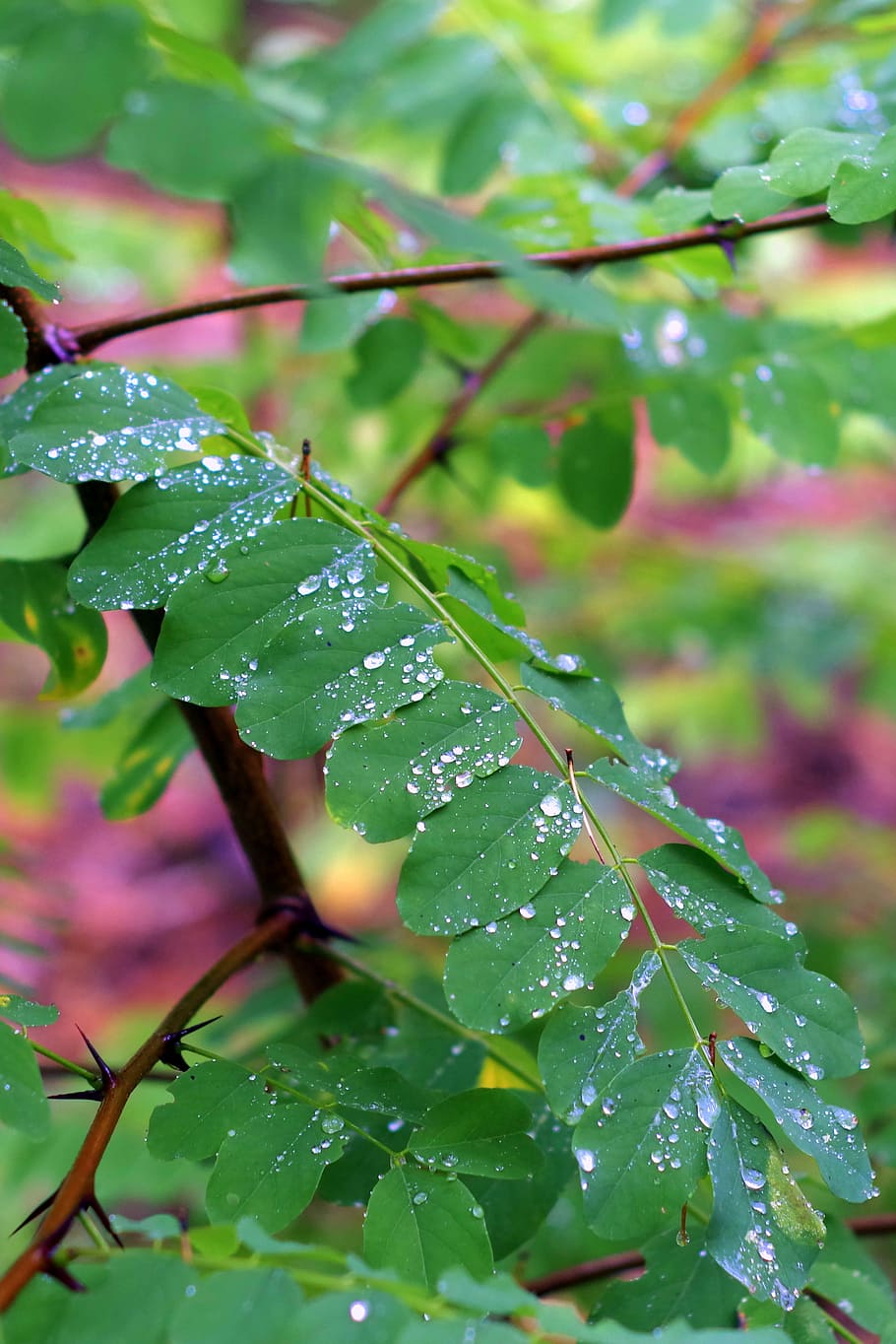 acacia, foliage, rain, wet, drops, water, green, tree, drop of rain, HD wallpaper