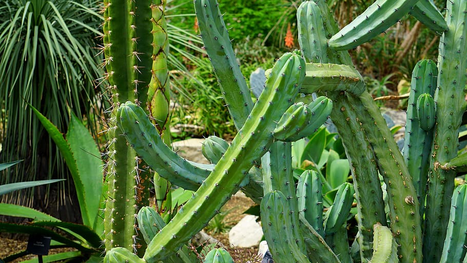 selective photograph of green cacti, cactus, flower, prickly