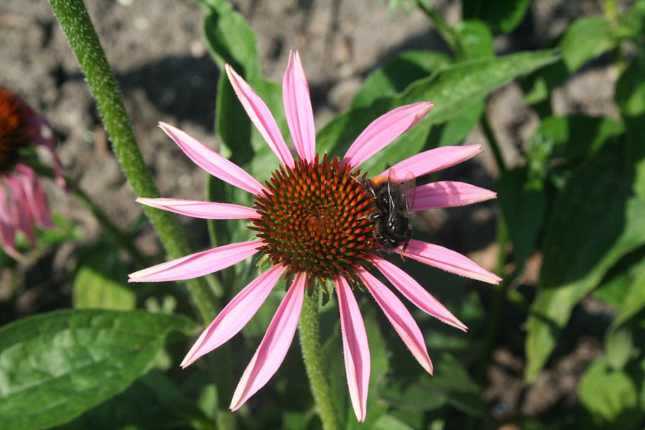 spring, bee, flower, close up, insect, pollination, pink flower HD wallpaper
