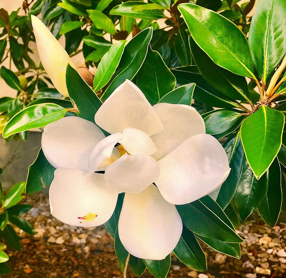 magnolia, flower, tree, greenery, plant, plant part, growth HD wallpaper