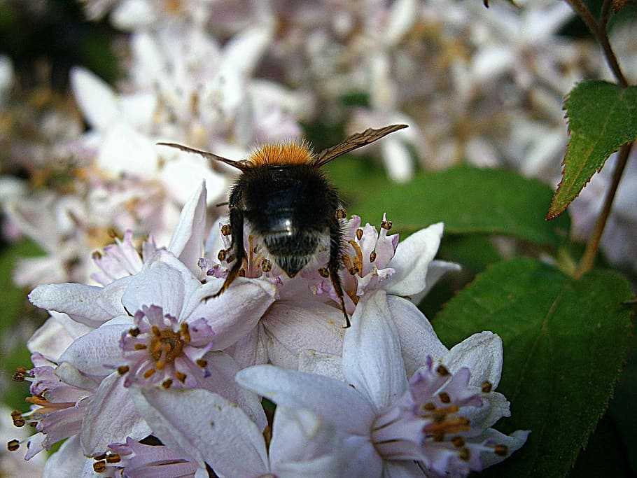 hummel, bumblebees, bombus, drones, people, bumblebee national HD wallpaper