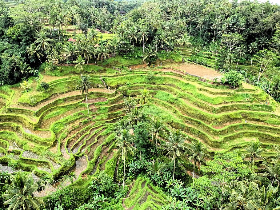 green rice terraces, Banaue Rice Terraces, Philippines, fields, HD wallpaper