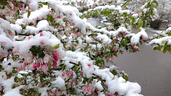 April, Snow, Spring, Flower, Plant, garden, april weather, snowy HD wallpaper