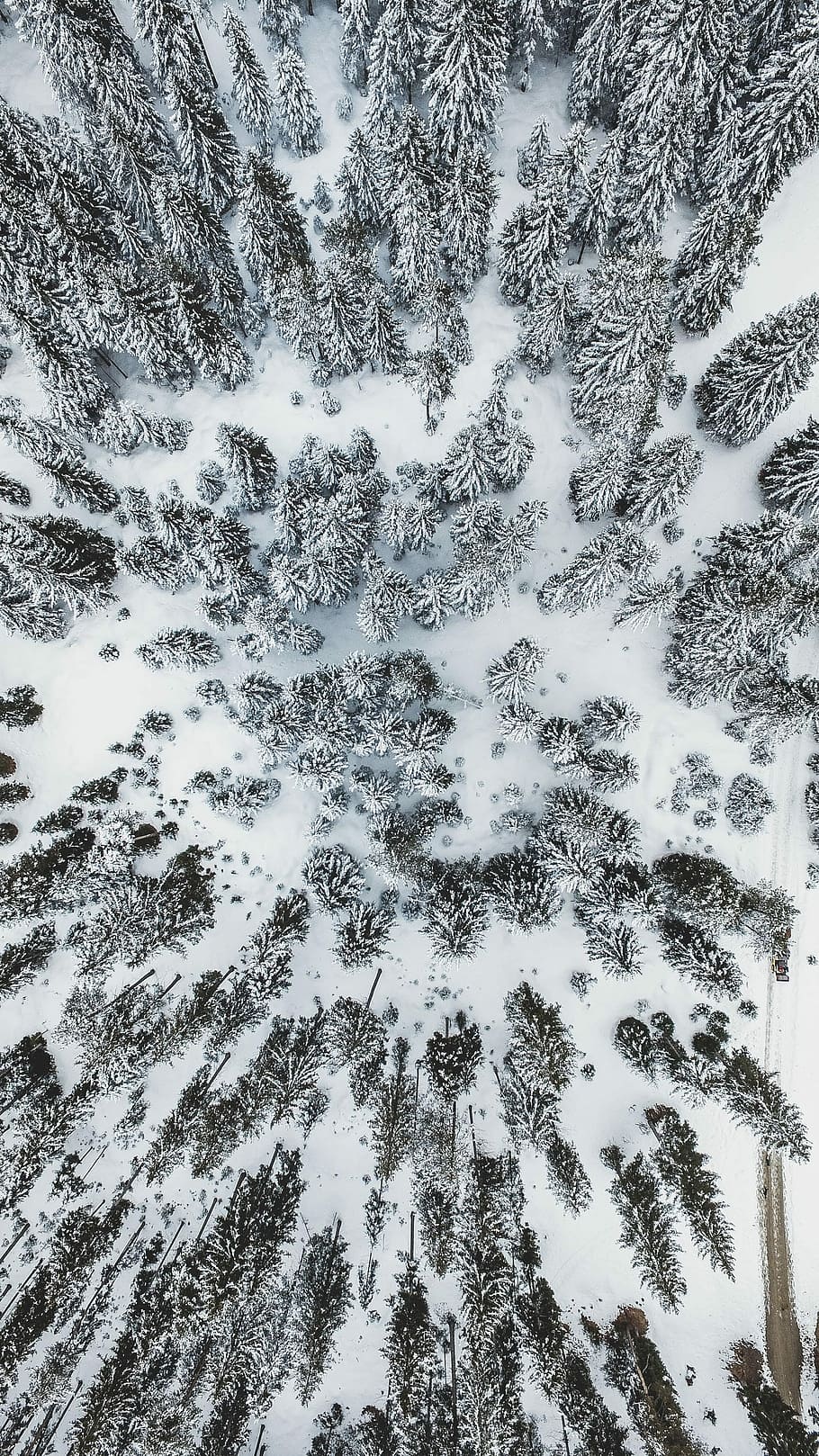 aerial view of trees covered with snow, top view photo of pine trees covered in snow at daytime HD wallpaper