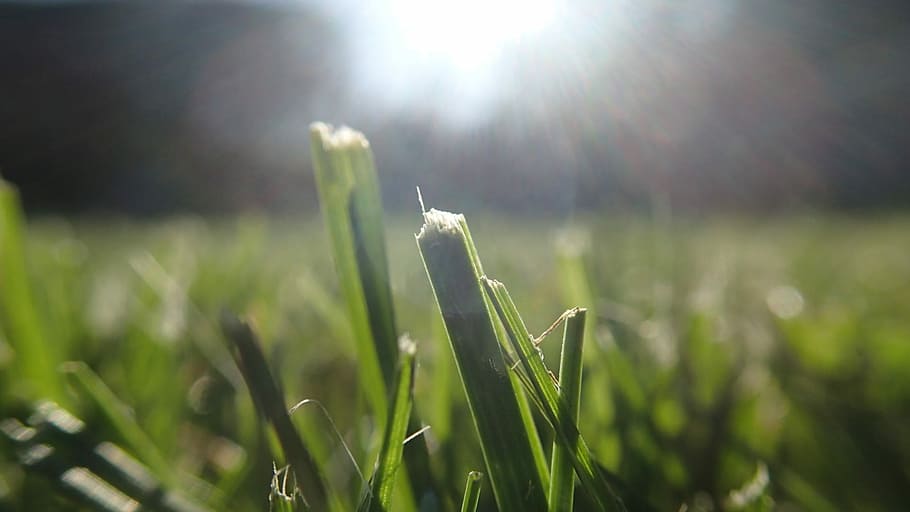 Grass, Straws, Sun, Spring, Summer, green, lawn, growth, nature HD wallpaper