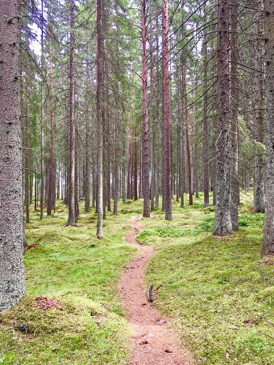 forest, calm, path, tree, plant, land, tree trunk, tranquility HD wallpaper