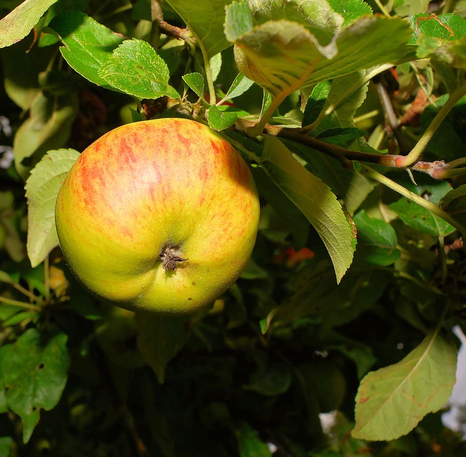 apple, apple tree, fruit, frisch, healthy, vitamins, food, nature HD wallpaper