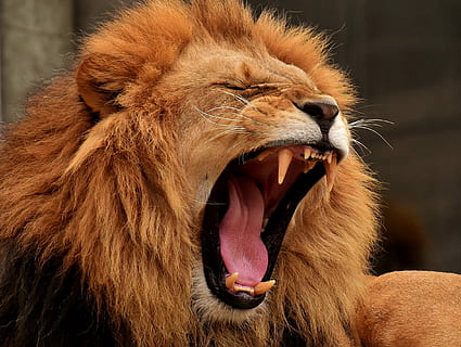 brown lion during daytime, predator, dangerous, mane, cat, male HD wallpaper
