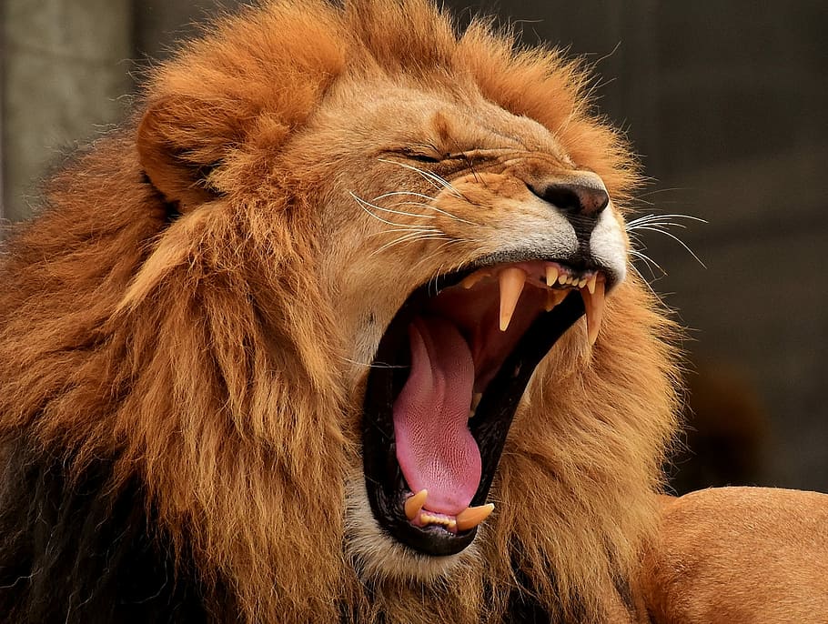 brown lion during daytime, predator, dangerous, mane, cat, male HD wallpaper