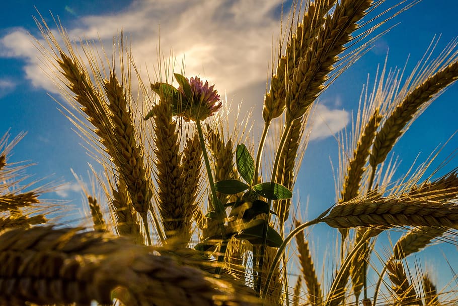 close up photo of wheat during daytime, cereals, flower, summer, HD wallpaper