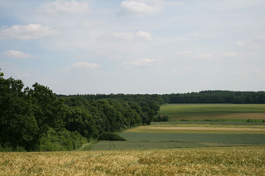 Fields, Nature, Landscape, Summer, arable, cereals, bee, sky HD wallpaper