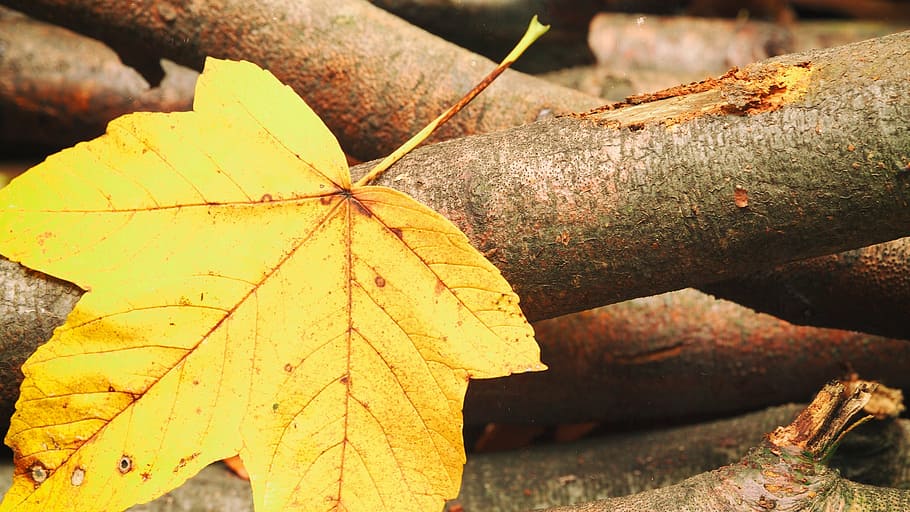 leaf, wood, logs, trees, forest, woods, nature, autumn, outdoors HD wallpaper