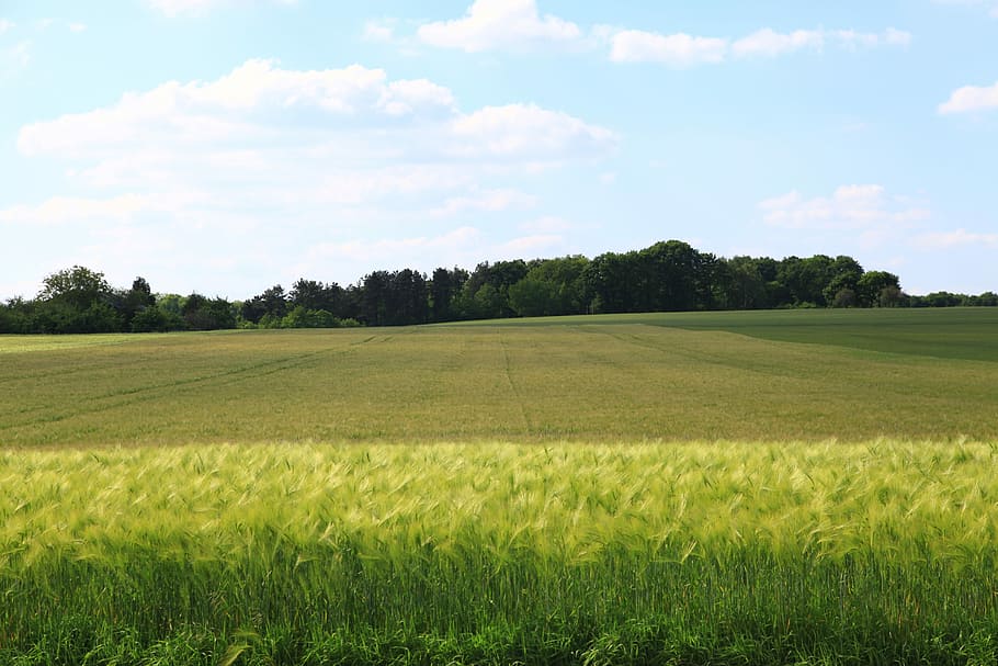 Fields, Wheat, Cereals, agriculture, nature, landscape, tranquil scene HD wallpaper