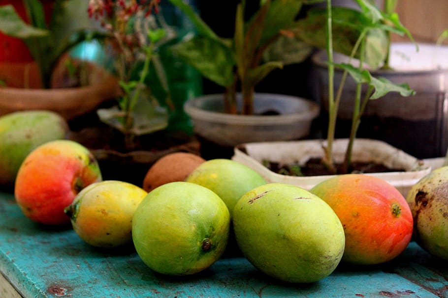two green mangoes, Bharath, India, Random, Yummy, mangofarming HD wallpaper