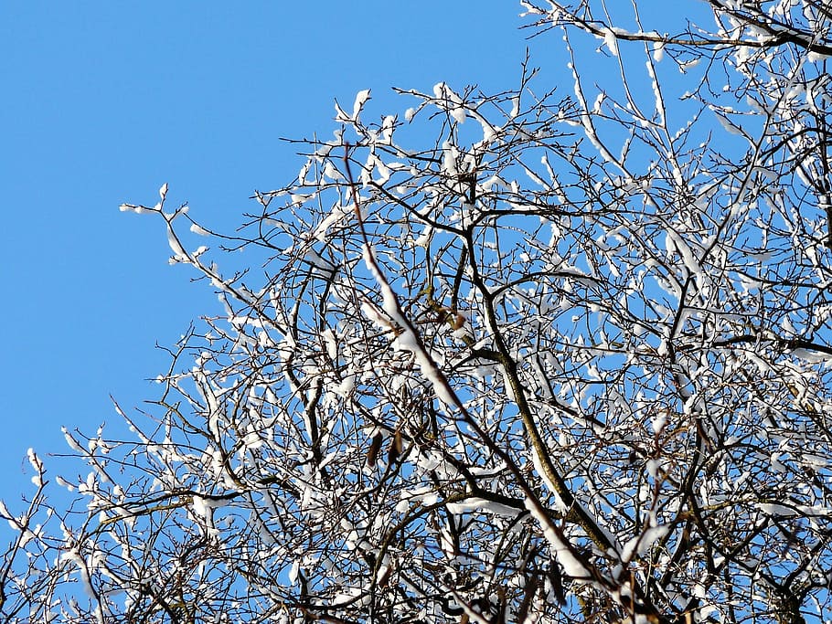 winter, snow, sky, branches, tree, the background, plant, low angle view HD wallpaper
