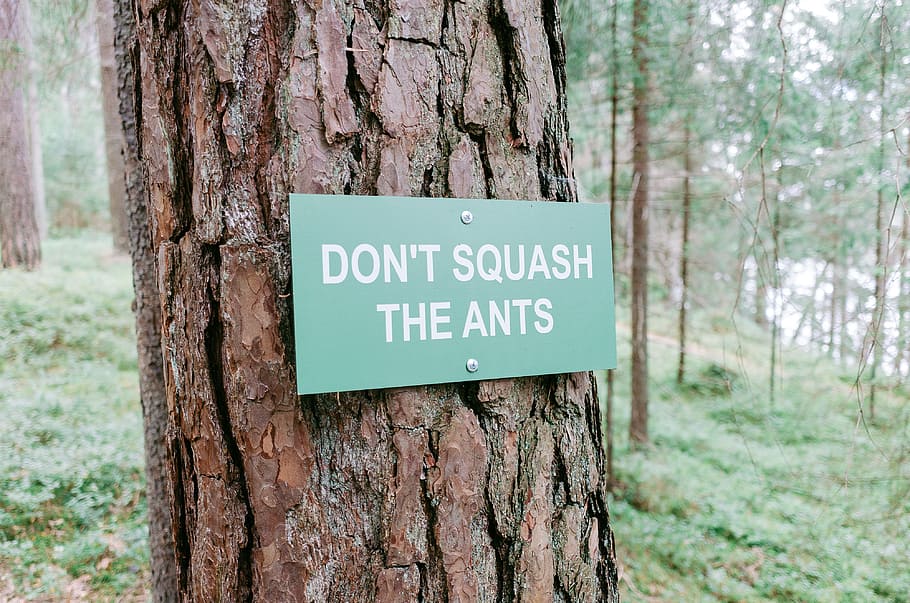 Sign in a forest, concepts And Ideas, objects, tree, nature, outdoors HD wallpaper