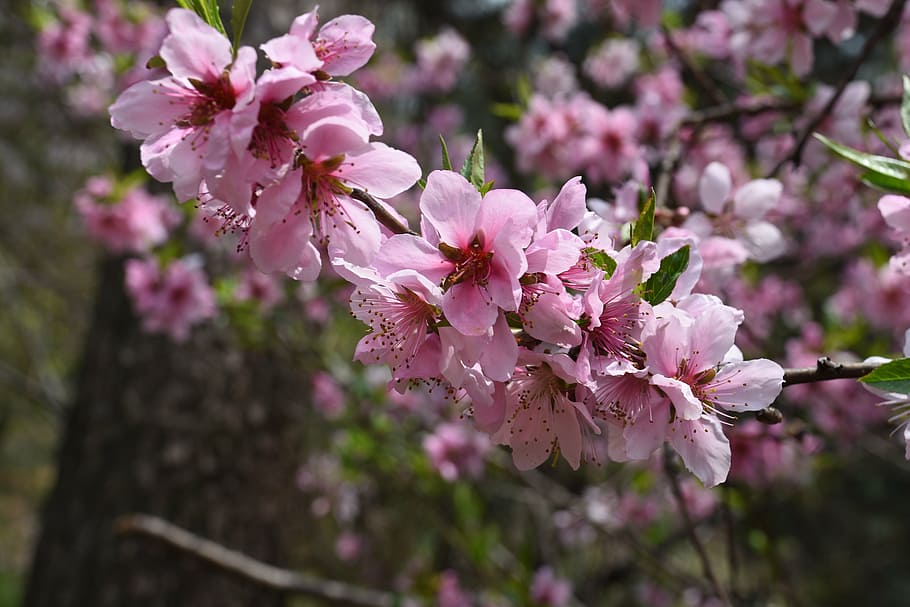 HD wallpaper: peach blossom, pink, spring, wildflower, flowering plant ...