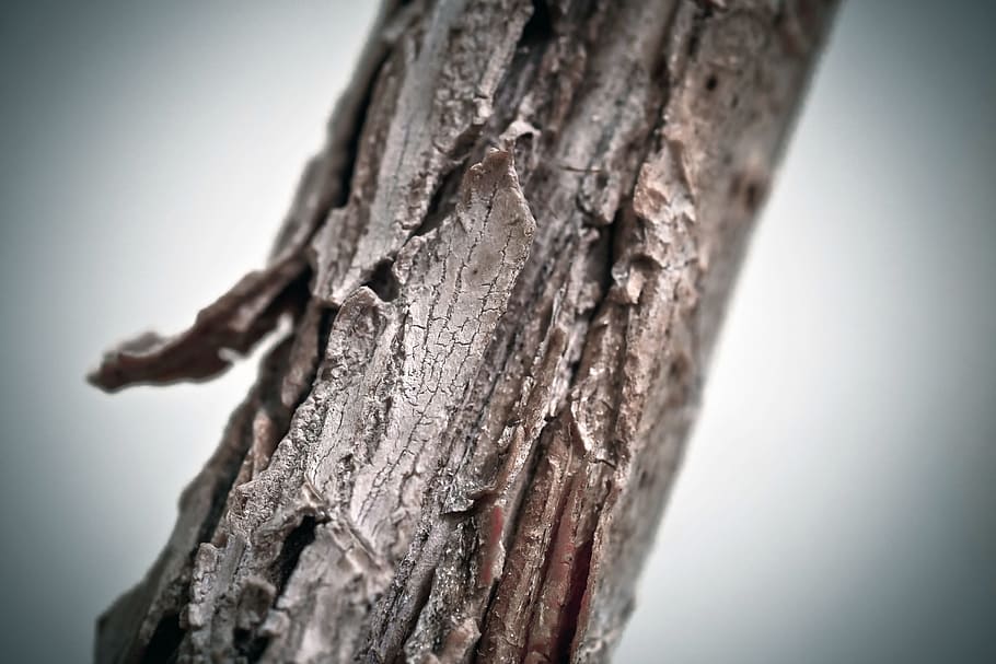 tree, branch, bark, branches, kahl, forest, nature, plant, structure HD wallpaper