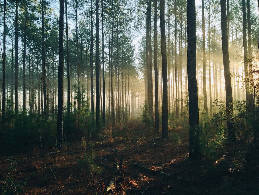 photography of tall trees at daytime, green forest during daytime HD wallpaper