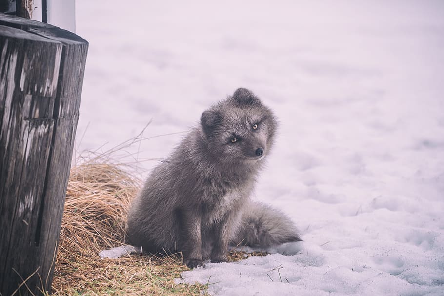 gray bear on snow white sitting, winter, cold, weather, ice HD wallpaper