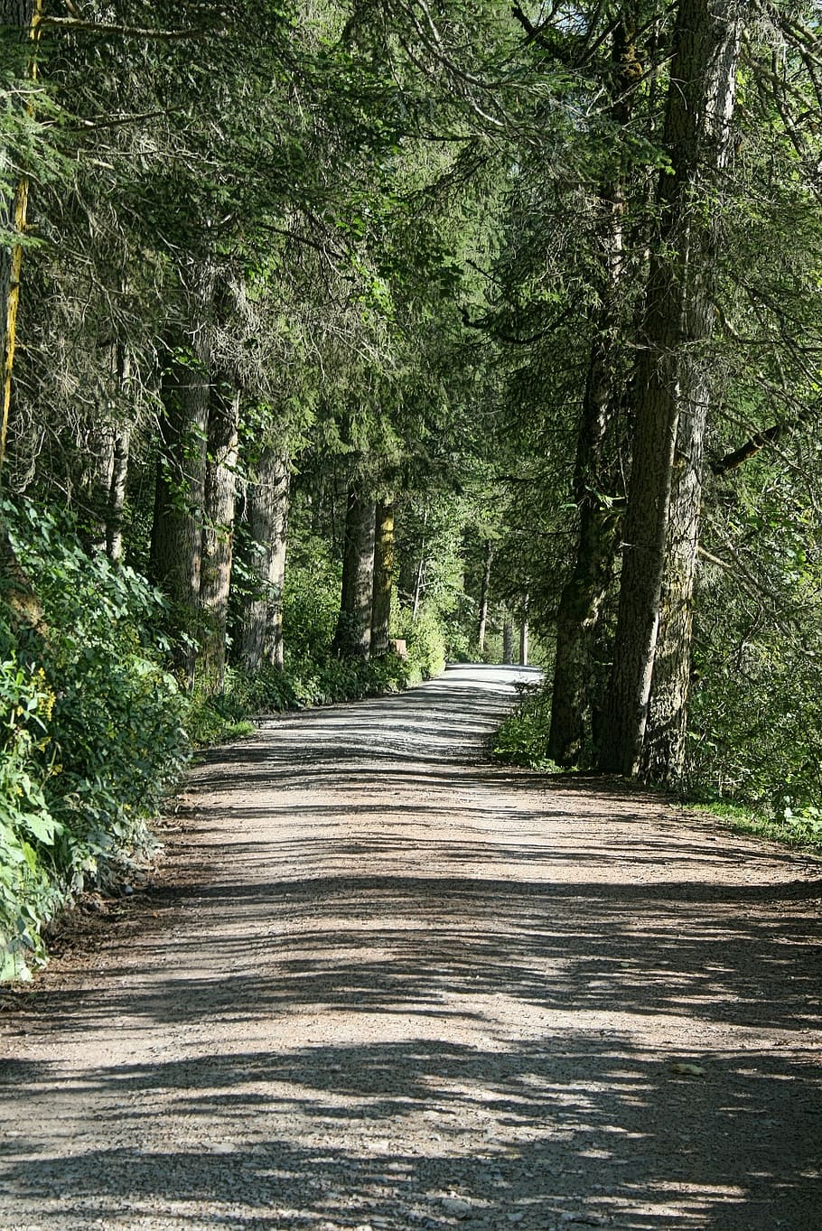 Mood, Pine Forest, Forest, Road, light, shadow, peaceful, tree HD wallpaper