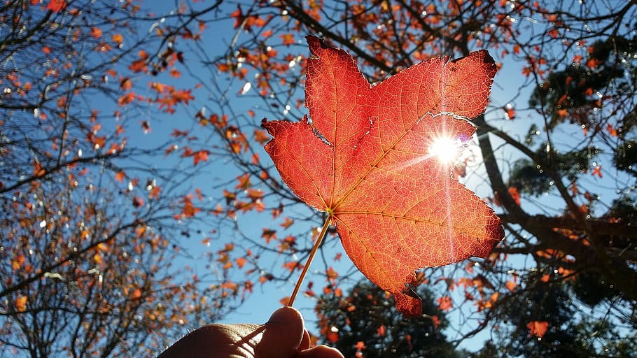 leaf, autumn, nature, fall, tree, forest, colorful, maple, wood HD wallpaper