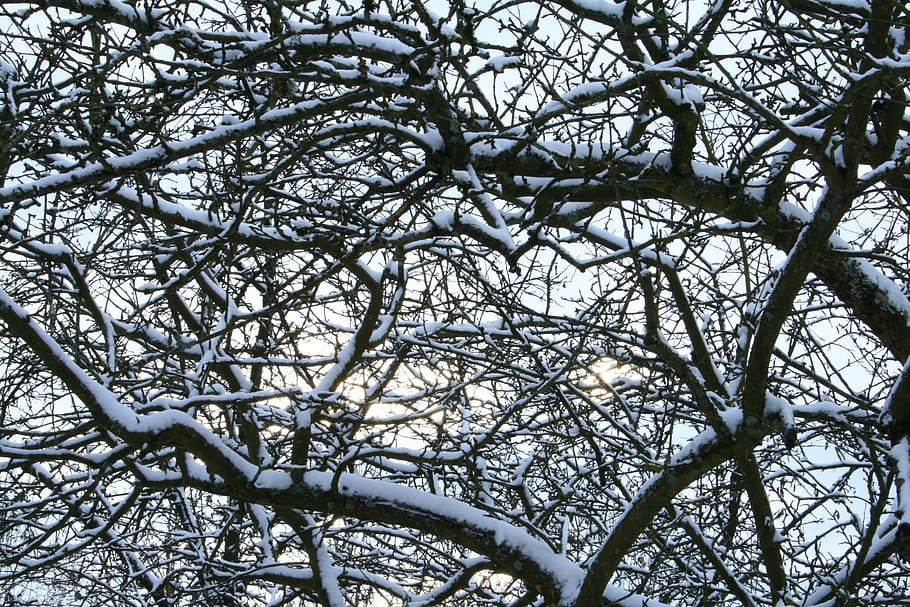snow, trees, winter, forest, ice, wintry, cold, frozen, frost HD wallpaper