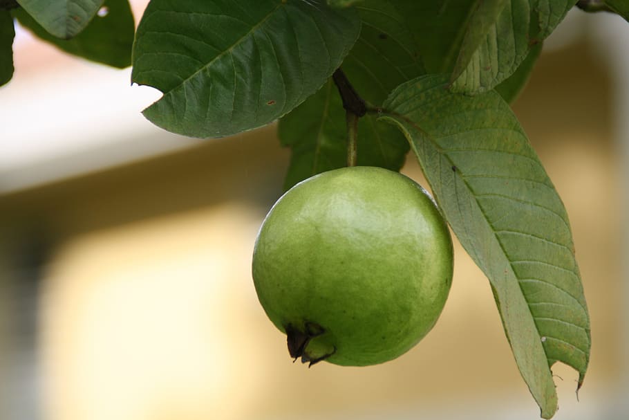 green guava, fruits, edible, plants, trees, greenery, leaves