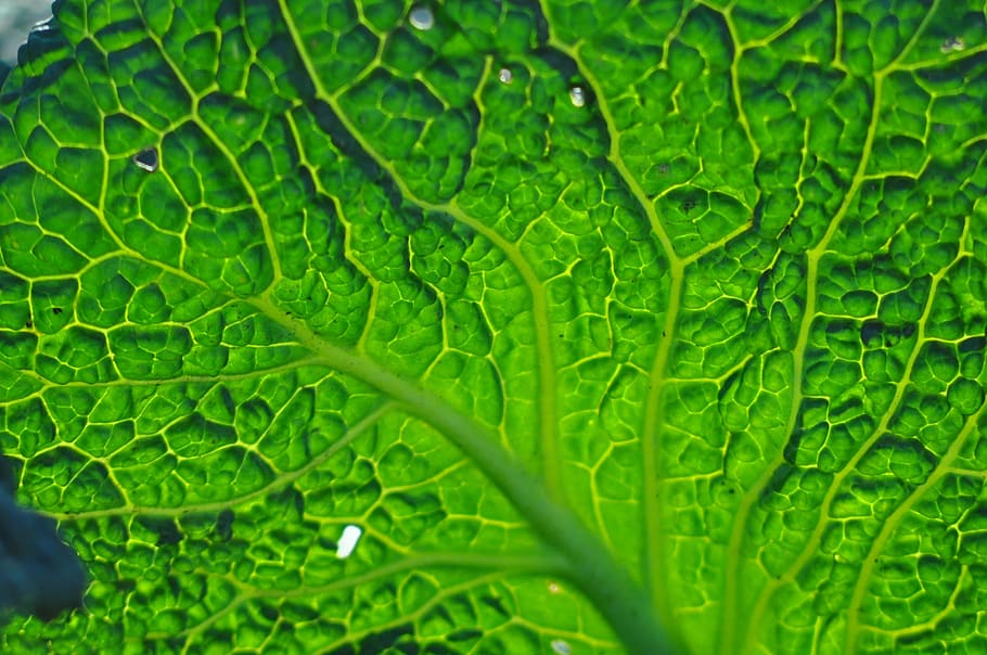 leaf, green, transparency, green color, plant part, growth HD wallpaper
