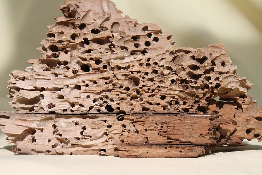 Wood, Flotsam, schiffsbohrwurm, drift wood, brown, close-up, HD wallpaper