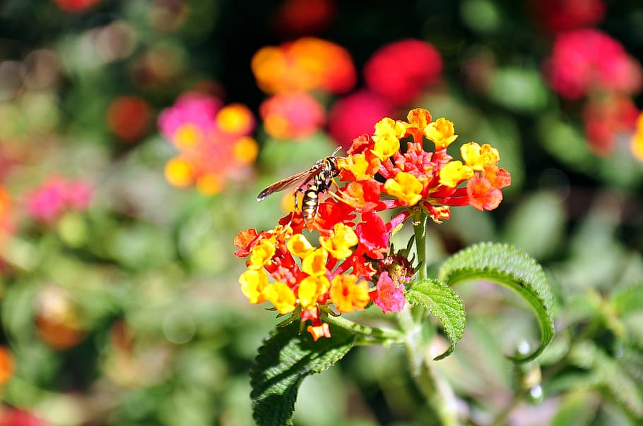 flower, wasp, bee, insects, yellow flower, flowers, garden HD wallpaper