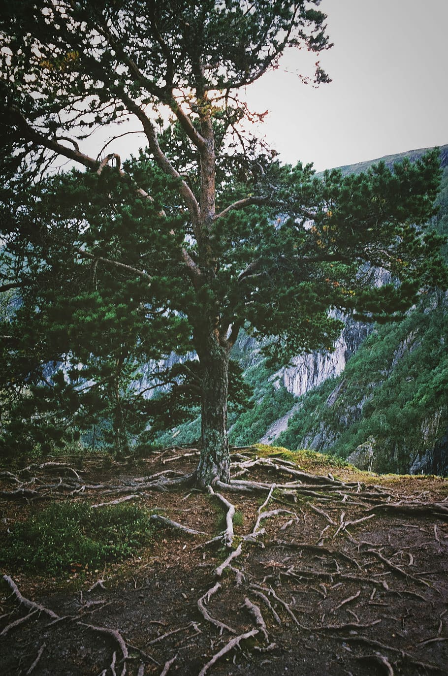 green leaf tree near mountain cliff, green leafed tree, root HD wallpaper