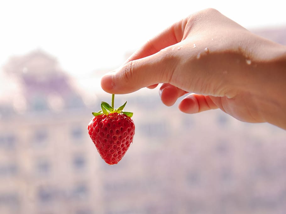 person holding strawberry fruit, hand, food, freshness, red HD wallpaper