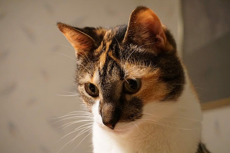Cat, Kitty, Pets, Portrait, Calico, domestic cat, domestic animals HD wallpaper